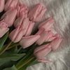 shadan.fawaz