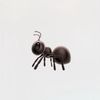 ant.cc