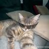 tomas_official5