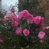 fatima_yassine4