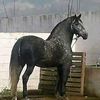 aissakabouya177