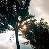 tuimuonmuaengine11
