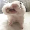 ch0mik