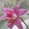 roman00237
