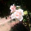 user70636804650832