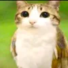 meowl_.123