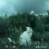 vogihan_dtalqh