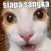 dims4546