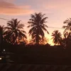 nho_chi_d13