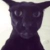 larrythecat1223