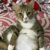 mintssokoleyt