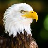 Arab Falcon