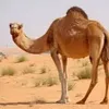 bachir.mohamed316