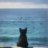 cat.lover2538