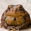 hello.my.name.is.toad