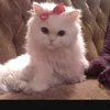ugffkgghgiioihhff
