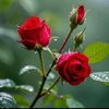 phyo.phyo.wai00