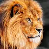 fawaz8993