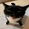 nimax_the_cat_edits