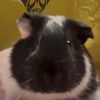 sage.the.guiena.pig.mama