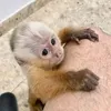 wowoelly
