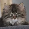 Katzenwelt