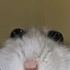 0kitten_cher0