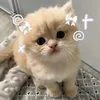meo_ff25