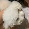 pahntrdzuong.33