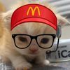 Cute cats