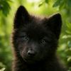 wolfcub.8.8