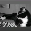 antonioabbate_1