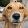 dog.caramelo33