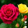 asmaakther5606