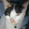 mochi_12.ra