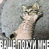 shinezxl