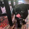 crazycuepug