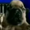 followorpibbledie