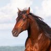 equus_ferus_caballus