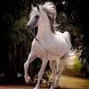 bassem.lasswed