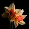 narcisse_kn