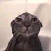 designer_cat4