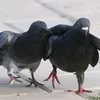 _pzo8