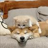 Funny animals