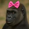 Kim The Gorilla