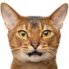 jayfeather_number1glazer