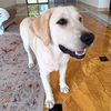 pawsoncam