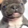 fluffydreadpibble