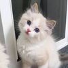 atif.ati31