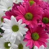 shaima.alkhatib8